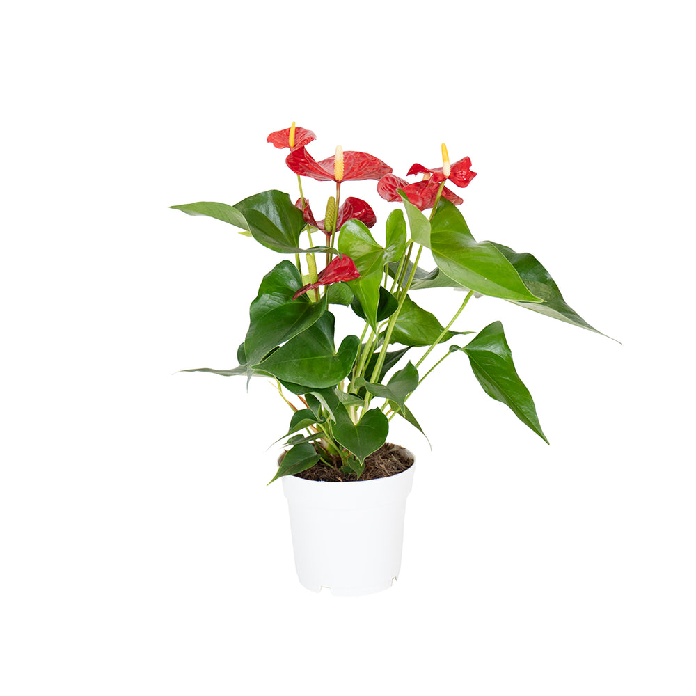 Anthurium Rosso