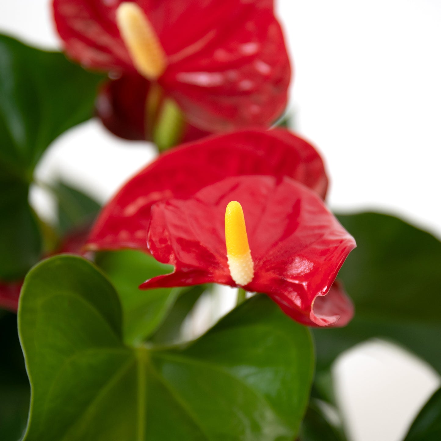 Red Anthurium With Hera Pot