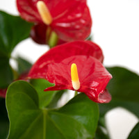 Red Anthurium With Hera Pot