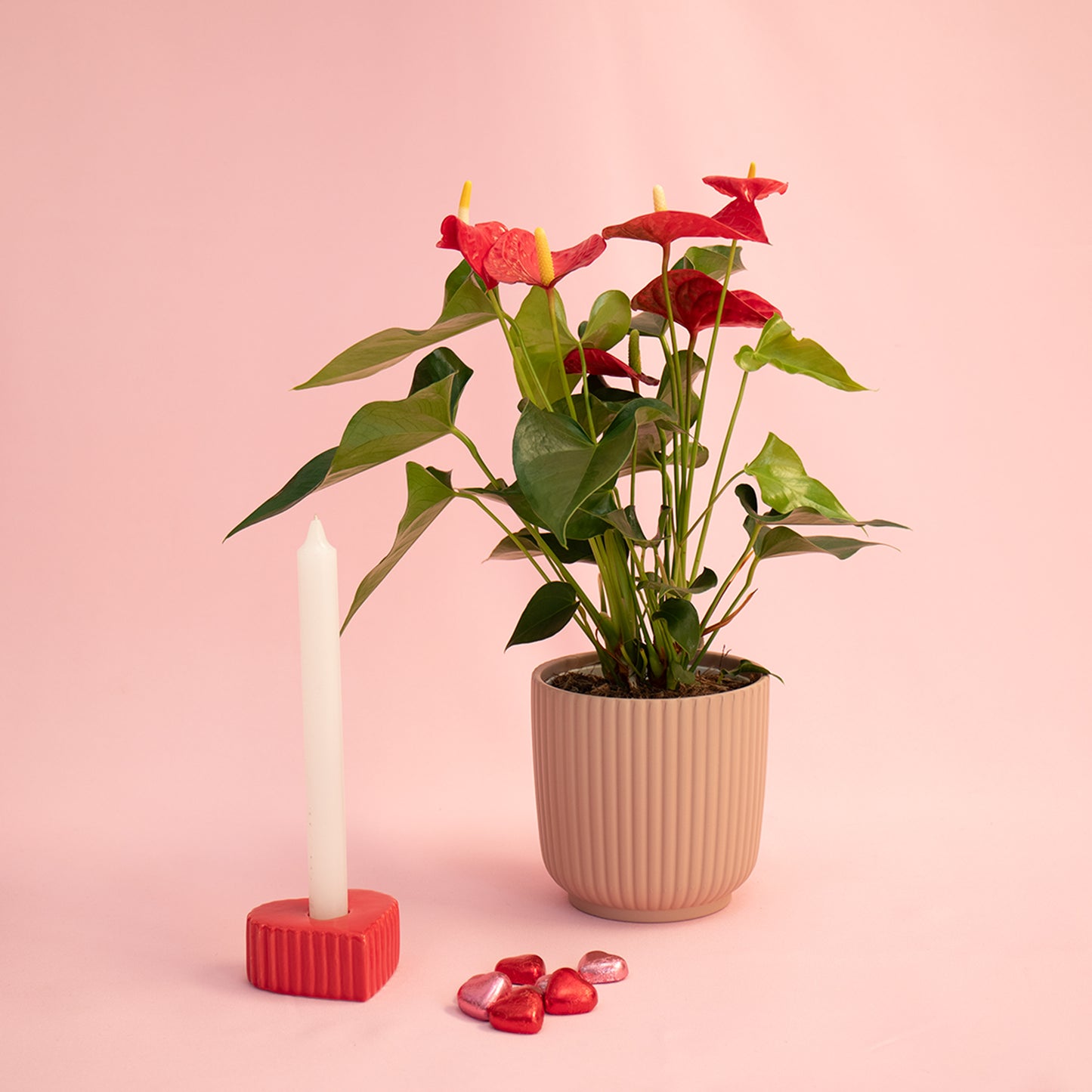 Red Anthurium With Luna Vase