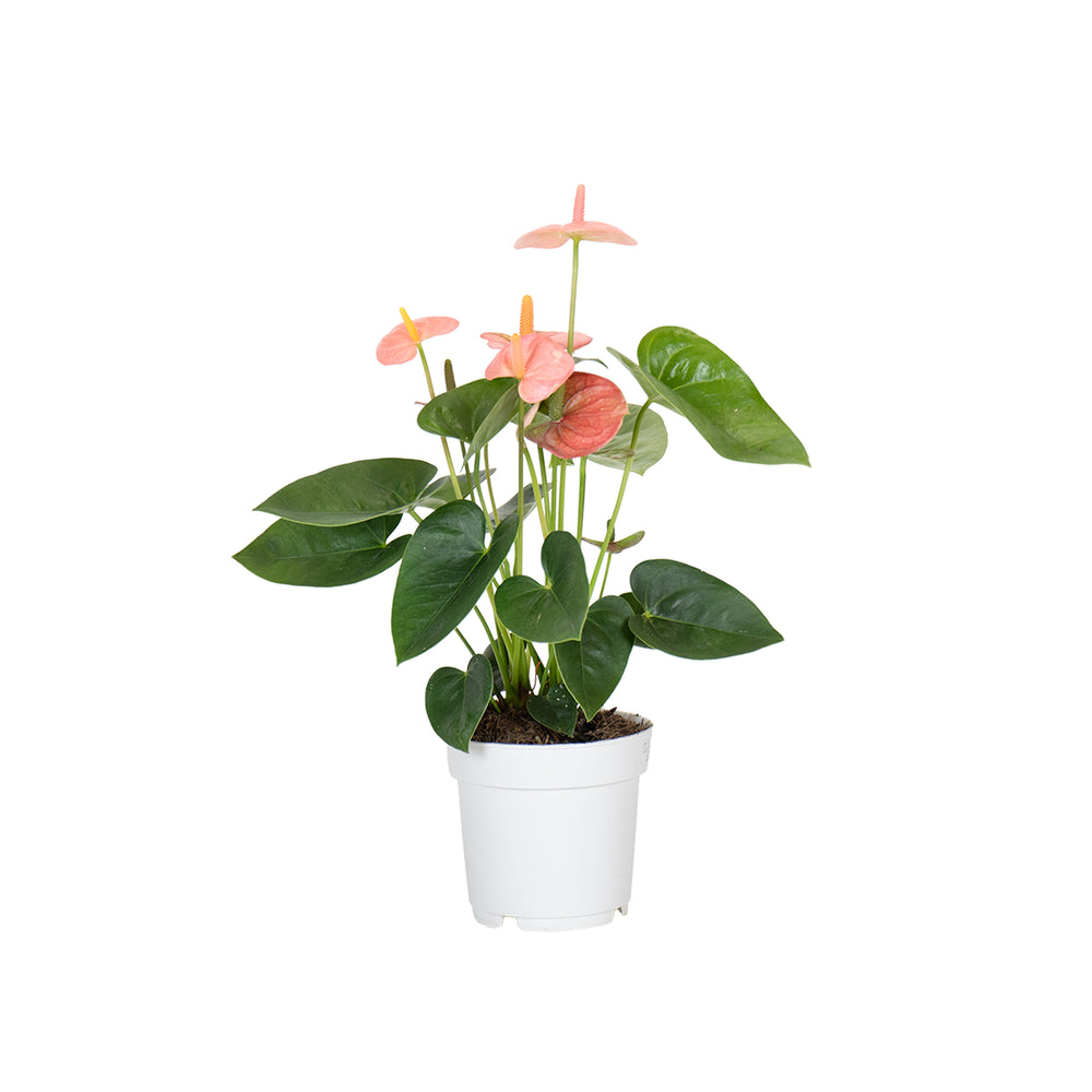 Anthurium Salmón