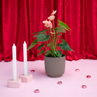 Anthurium Spirit With Luna Vase