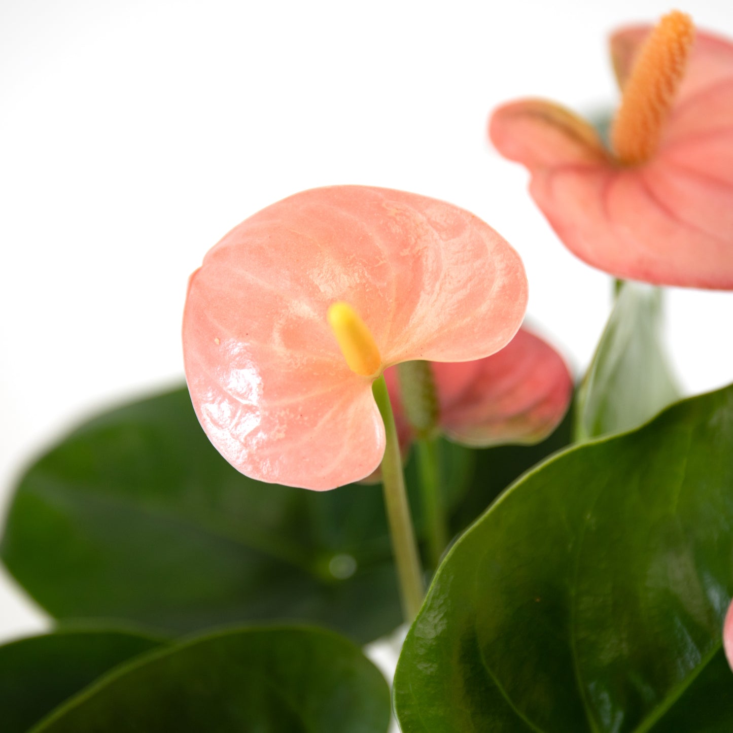 Spirit Anthurium With Fortuna Vase