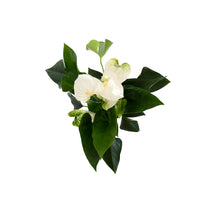 White Anthurium With Luna Vase