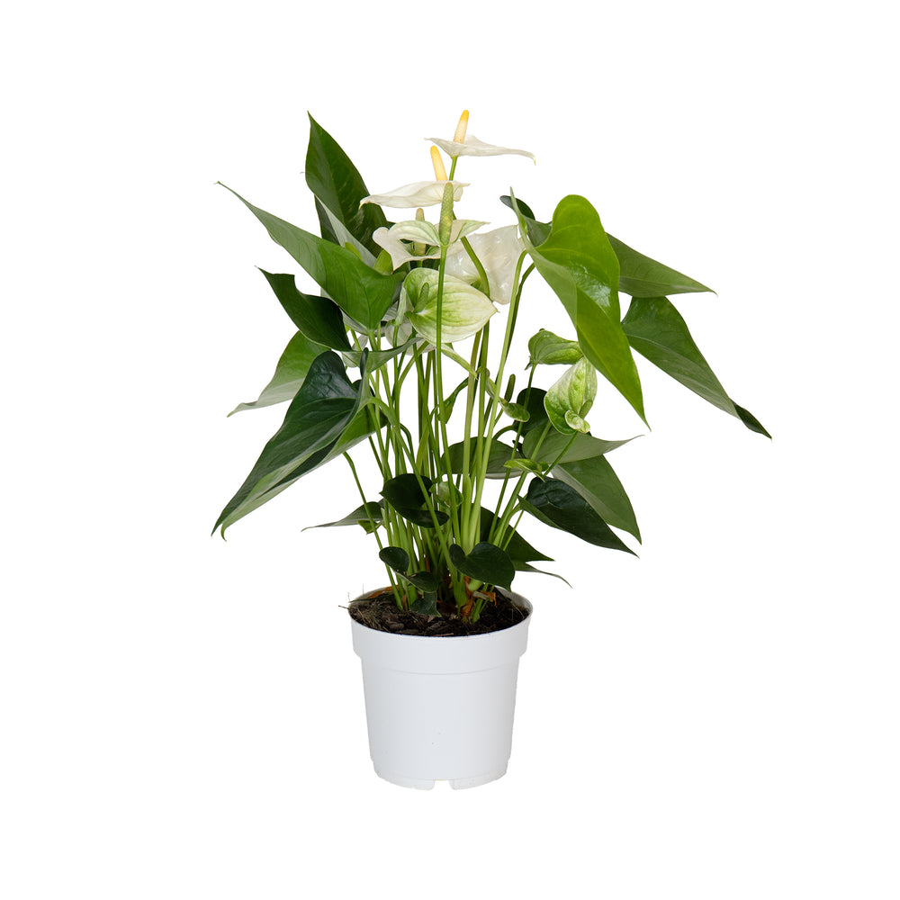 White Anthurium