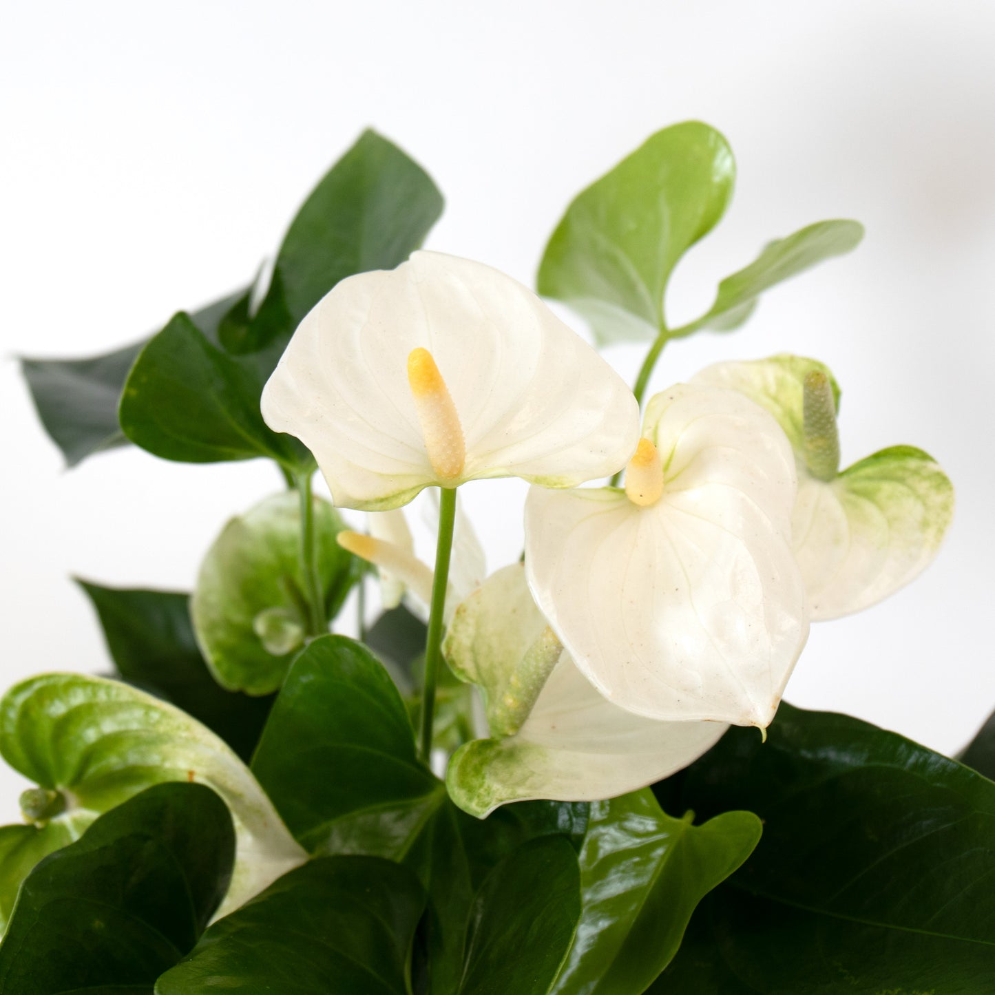 White Anthurium With Luna Vase