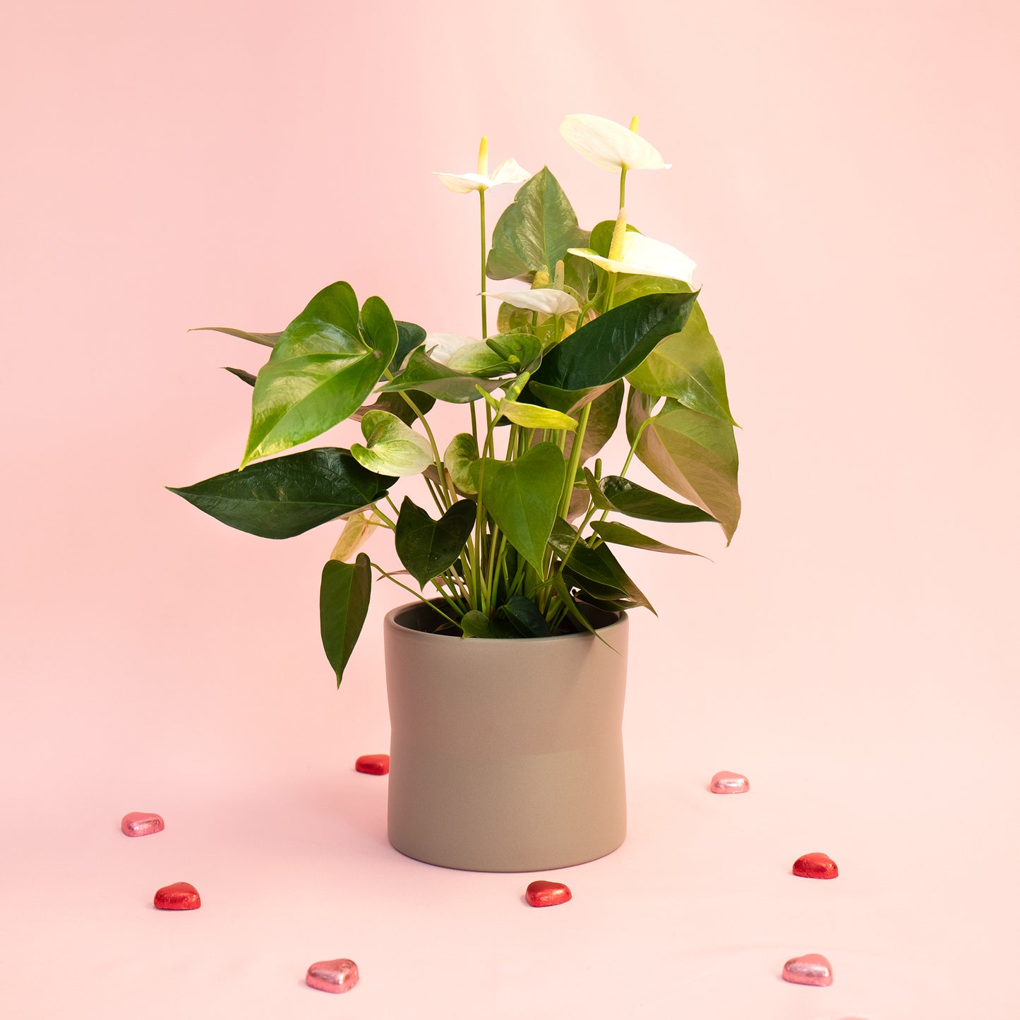 White Anthurium With Diana Vase