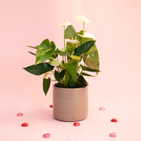 White Anthurium With Fortuna Vase