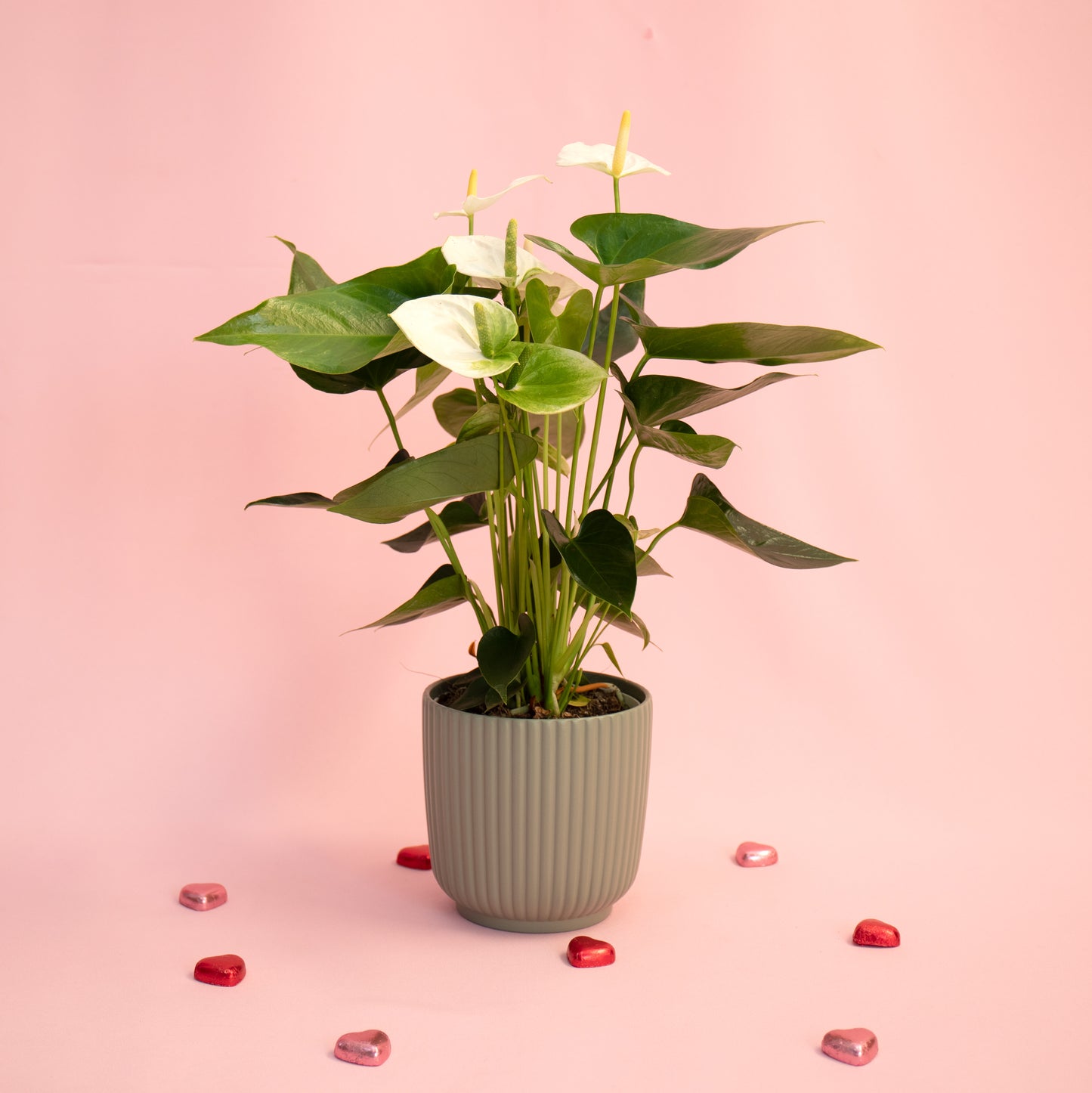 White Anthurium With Luna Vase