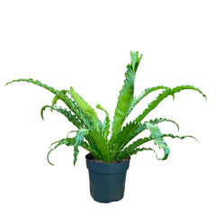 Asplenium Osaka