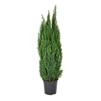 Ellwoodii Cypress