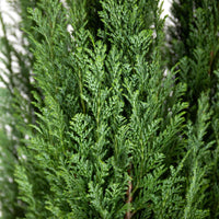 Ellwoodii Cypress