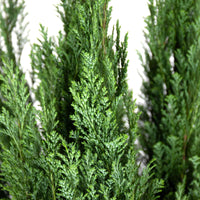 Ellwoodii Cypress