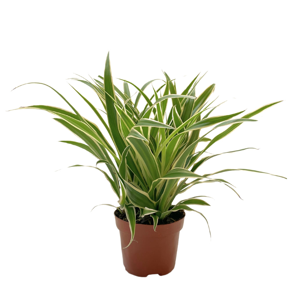 Chlorophytum | Plante-araignée