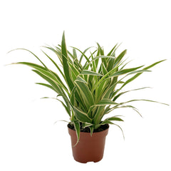 Clorofito | Mala Madre