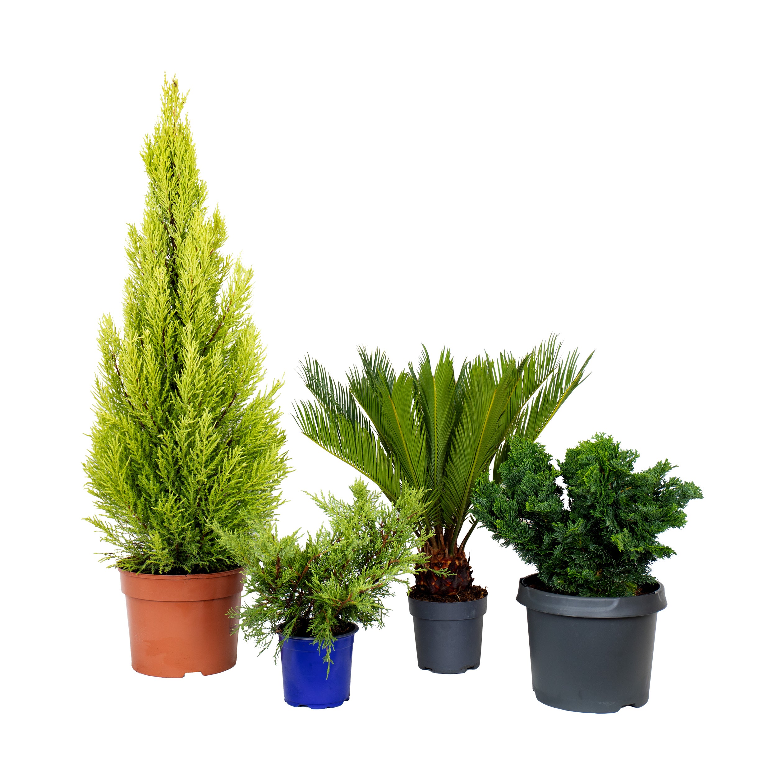 conjunto de plantas de exterior para jardim ou varanda cupressus goldcrest cycas revoluta juniperus da china old gold cipreste hinoki em vasos de produção