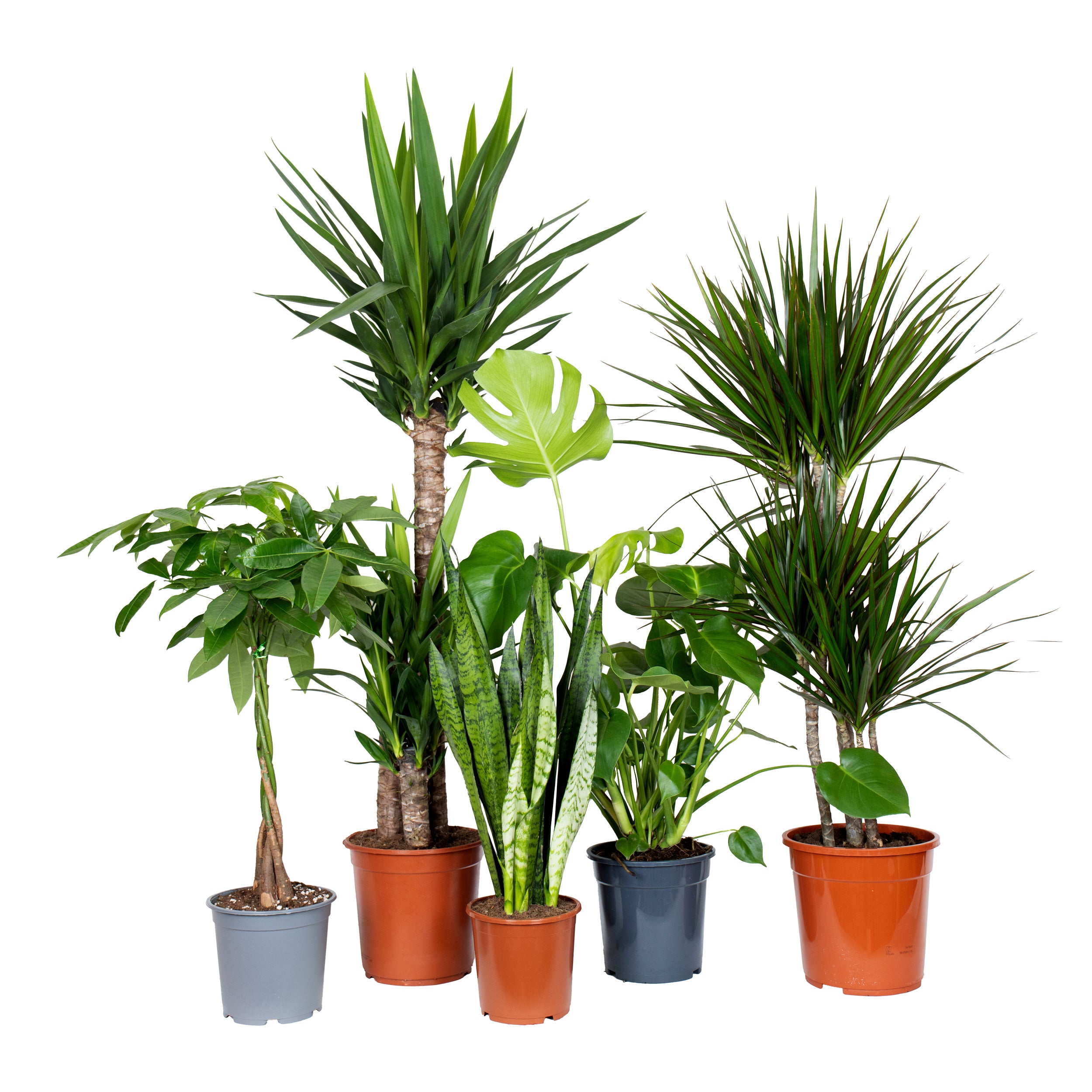 Conjunto de plantas fáceis de cuidar pachira yuca sansevieria zeylanica monstera deliciosa dracaena marginata