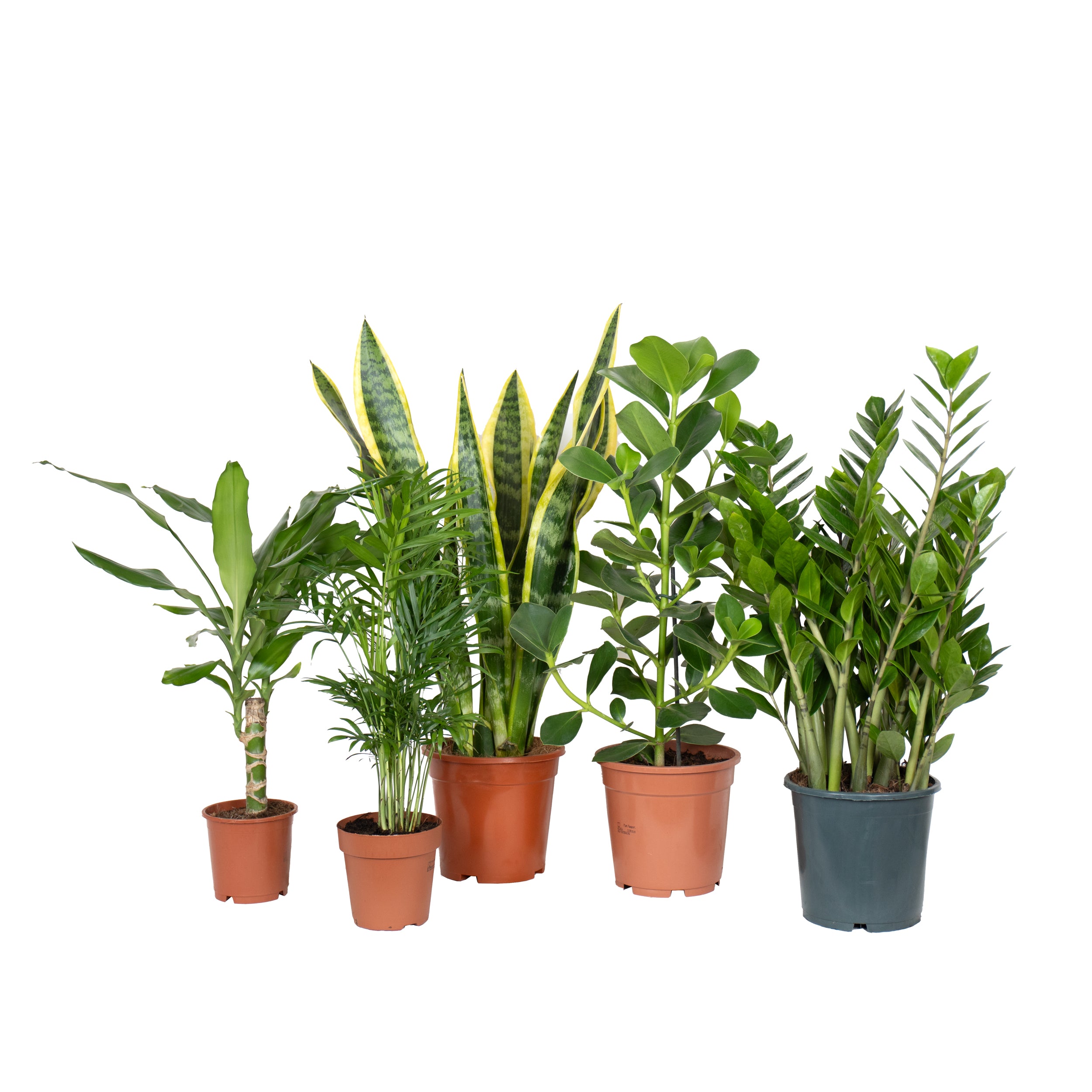 Conjunto de plantas para principiantes