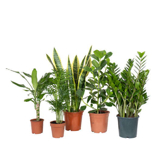 conjunto de plantas de interior ideal para principiantes fáceis de cuidar dracaena fragans chamaedorea elegans sansevieria laurentii clusia rosea zamioculcas zamiifolia em vasos de produção