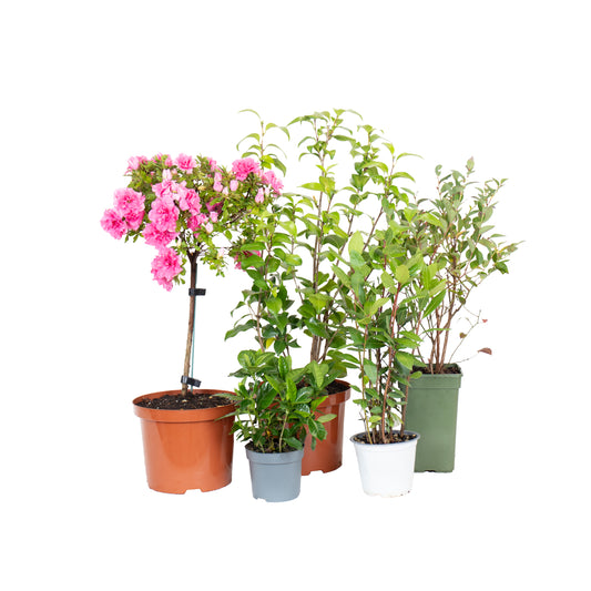 conjunto de plantas de exterior para varanda ou jardim azálea camélia japónica gardénia mirtilo loureiro em vasos de produção