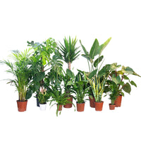 Conjunto de plantas Casa Nova