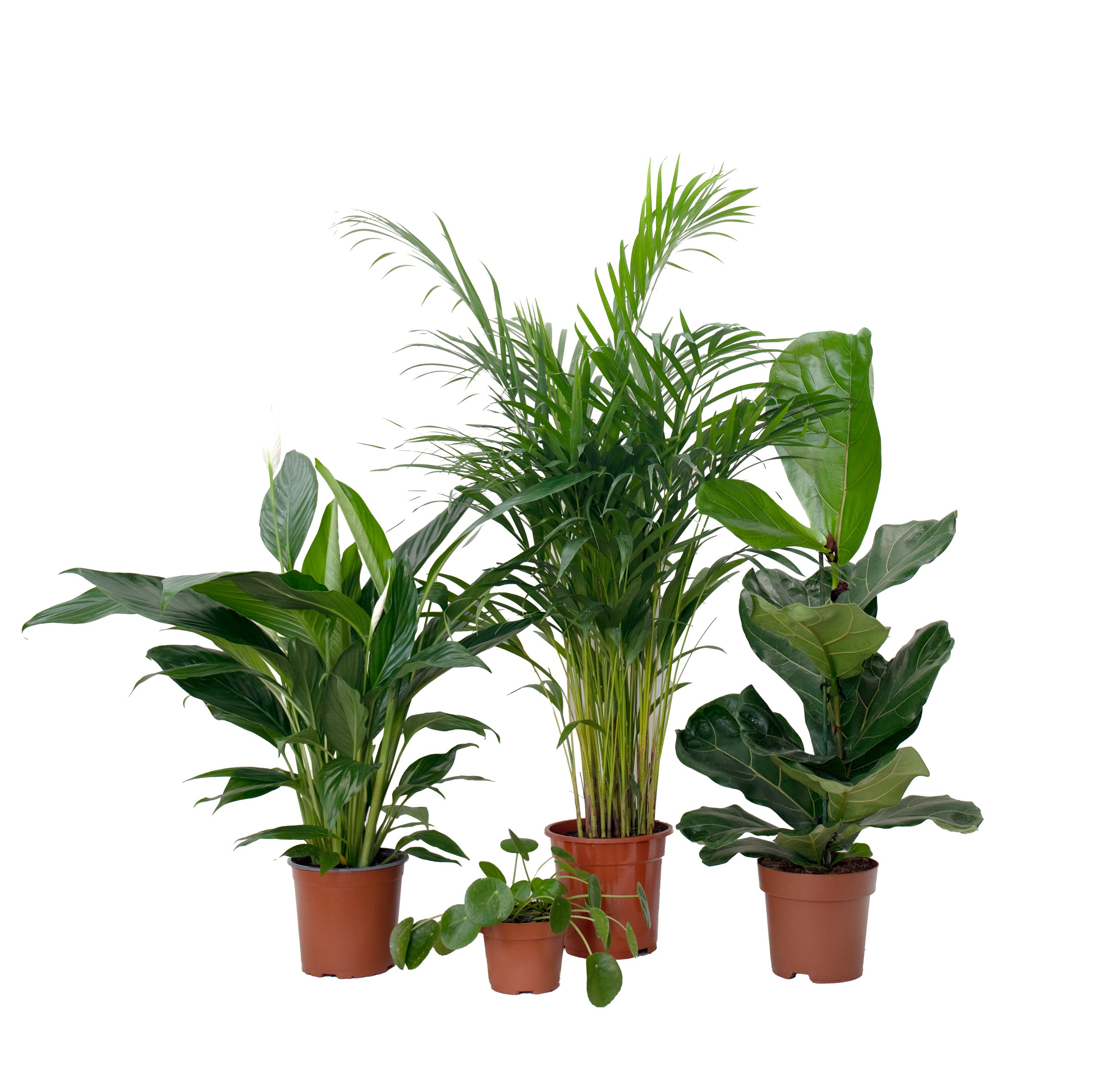 Conjunto de plantas de oficina