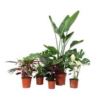 Conjunto de Plantas para Expertos