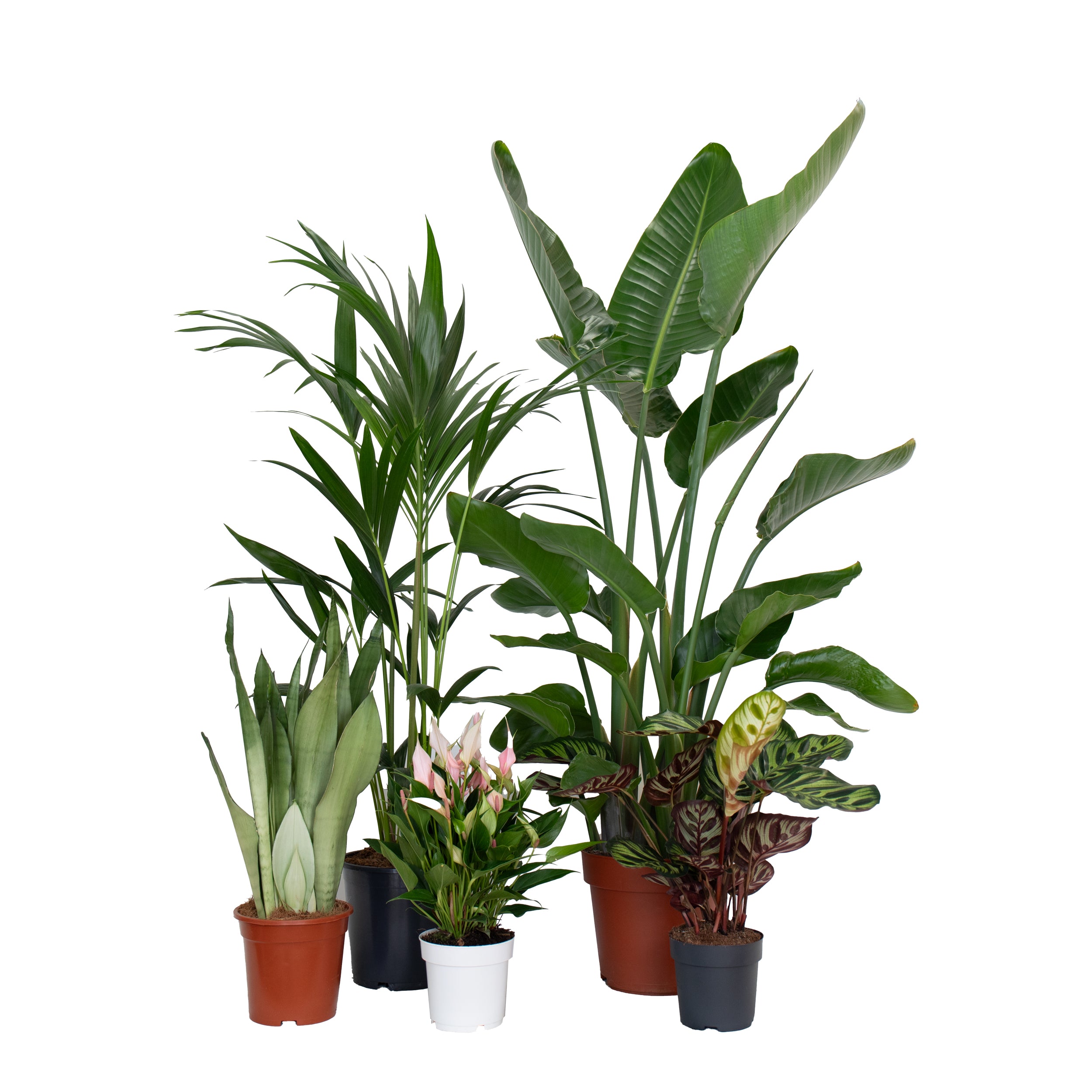 conjunto de plantas de interior para sala de estar para purificação do ar sansevieria moonshine palmeira kentia anthurium lily estrelicia nicolai calathea makoyana em vasos de produção