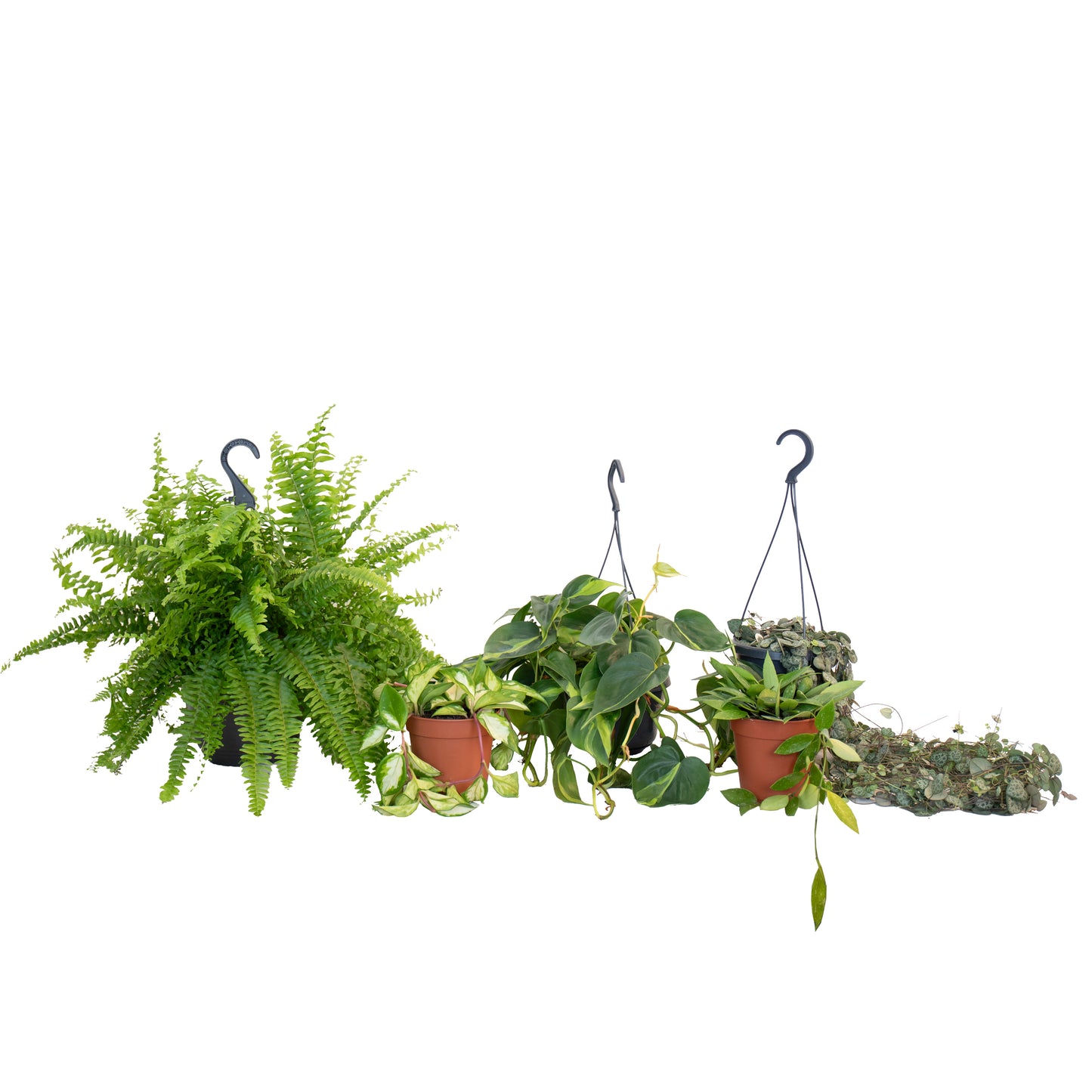 Conjunto de plantas colgantes