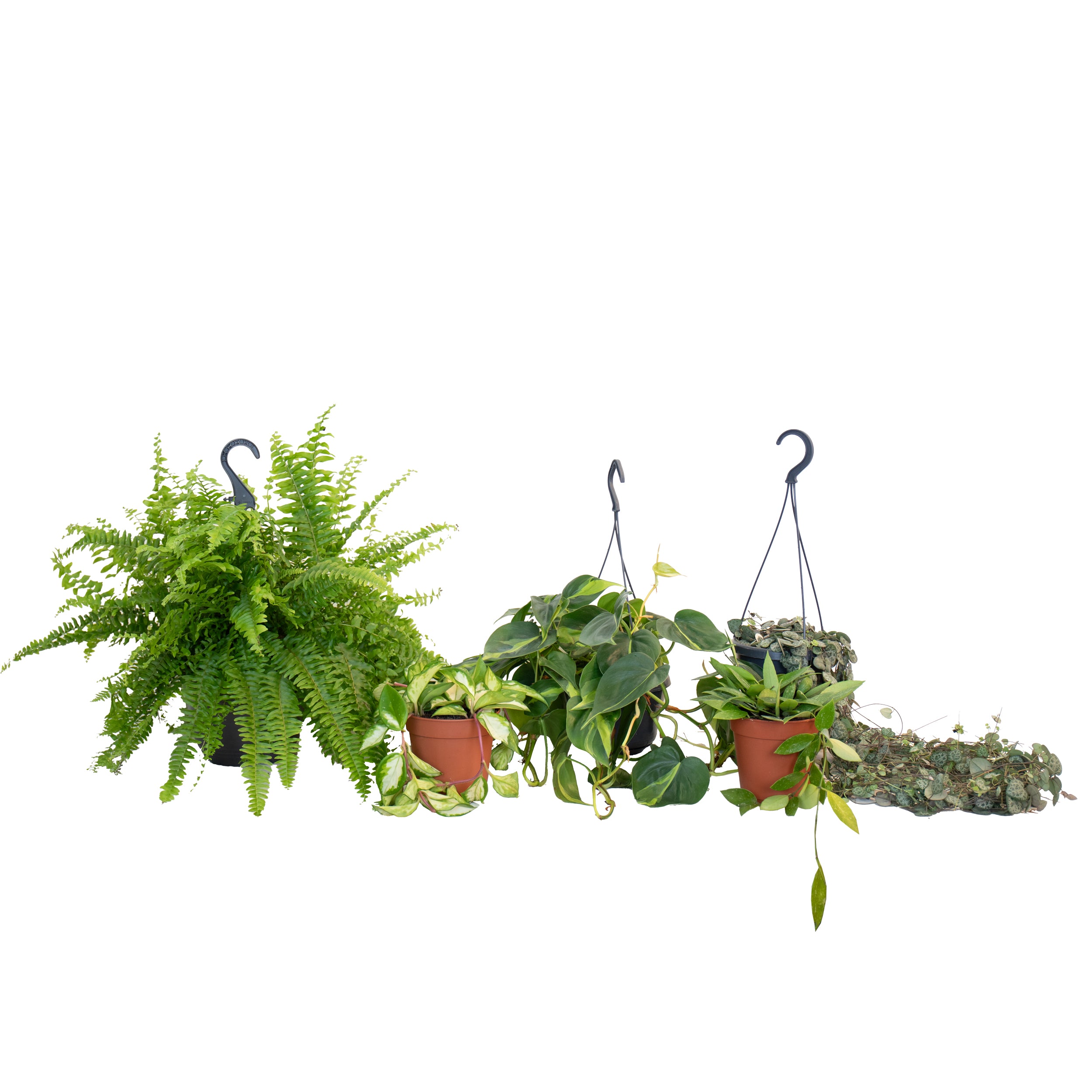 Conjunto de plantas colgantes