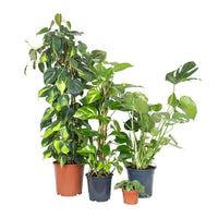 Conjunto de plantas trepadoras