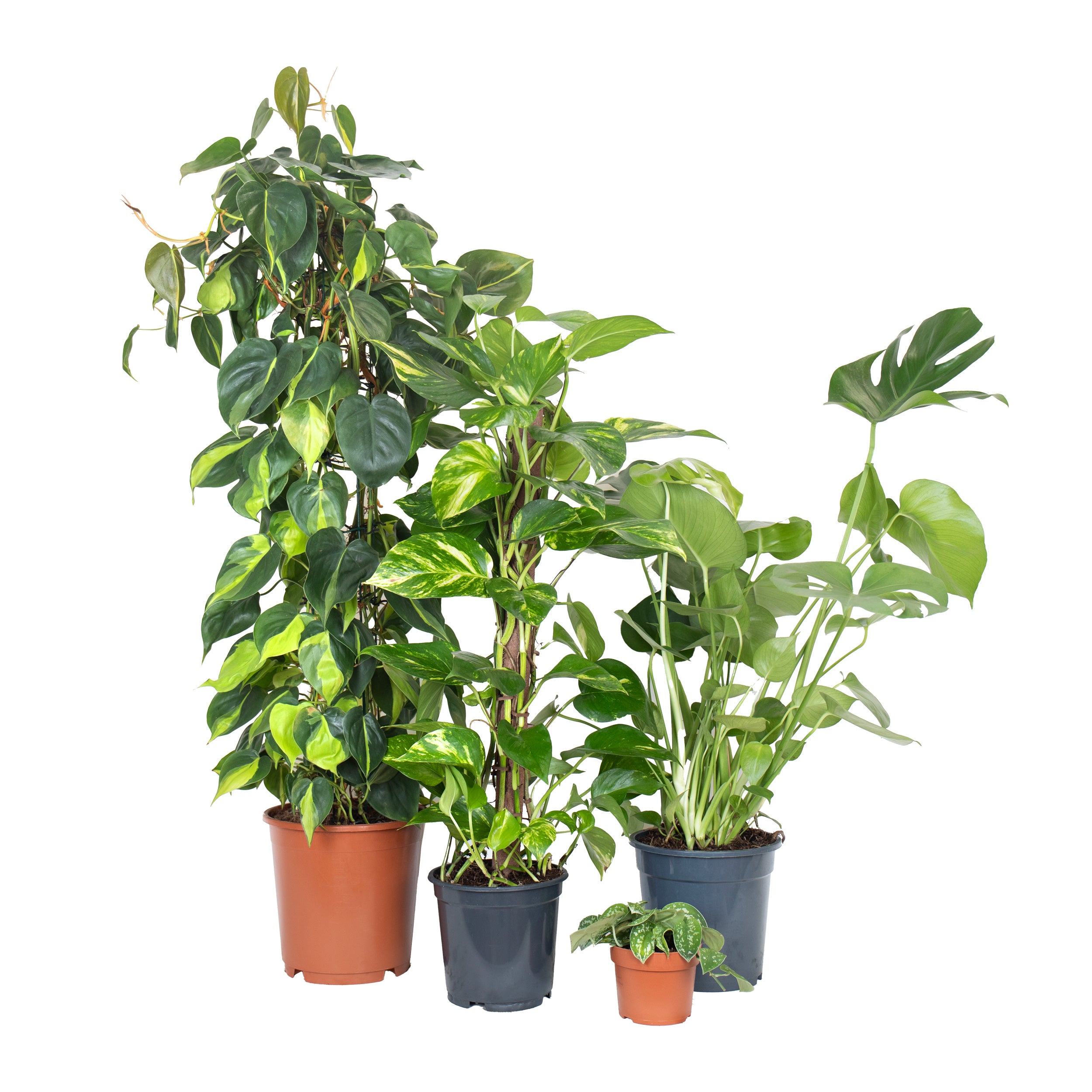 Conjunto de plantas trepadoras