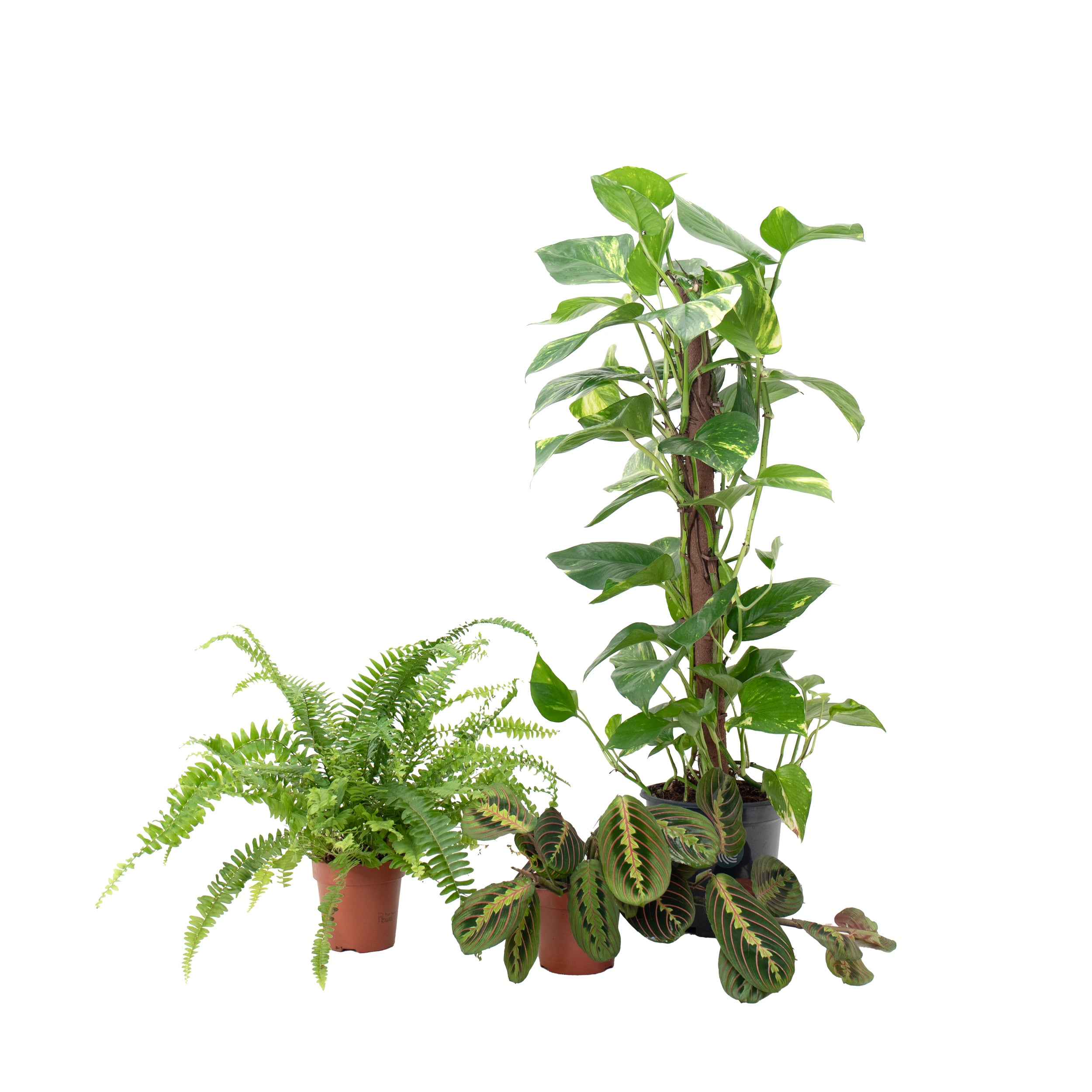 conjunto de plantas de interior para casa de banho nephrolepis exaltata maranta leuconera scindapsus aureum  em vasos de produção