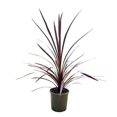 Cordyline Red Star