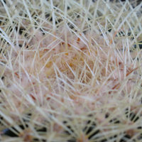 Close-up of Echinocactus grusonii spines, showcasing its unique golden texture, ideal for sunny outdoor environments.