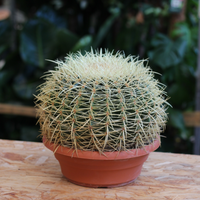Echinocactus Grusonii, also known as golden ball cactus, in a pot, showcasing its round shape and golden spines.