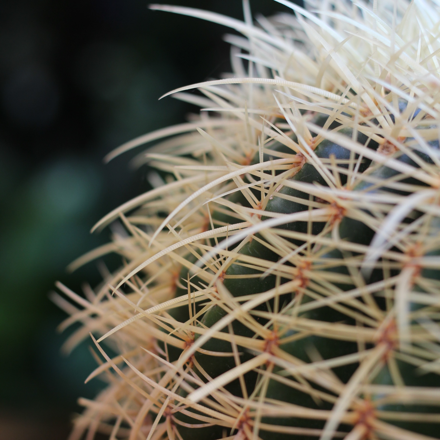 Close-up of Echinocactus grusonii showcasing its golden spines, ideal for sunny outdoor environments.