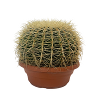 Echinocactus grusonii, cacto bola dourado em vaso, ideal para ambientes ensolarados e resistentes.