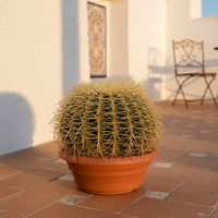 Echinocactus Grusonii