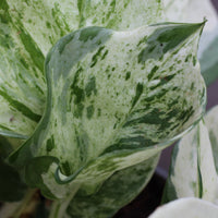 Scindapsus Happy Leaf
