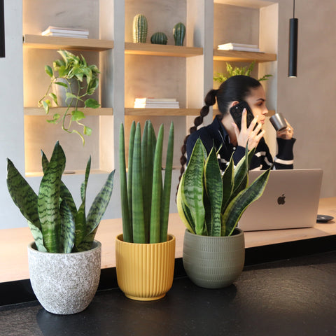 Decoração com Plantas | Consultoria Online
