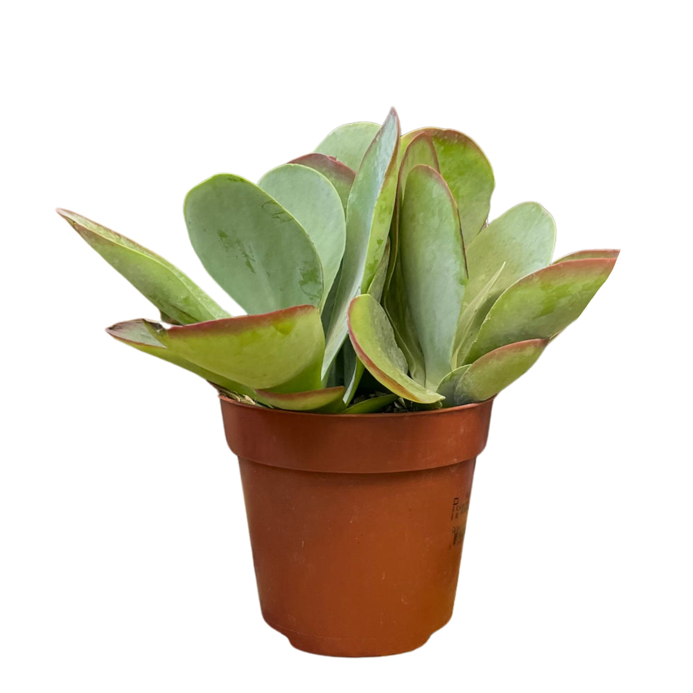 Kalanchoe Thyrsiflora