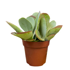 Kalanchoe Thyrsiflora