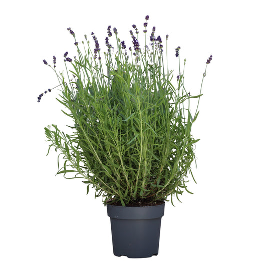 Lavandula Angustifolia | Alfazema