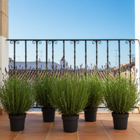 Lavandula Angustifolia | Alfazema