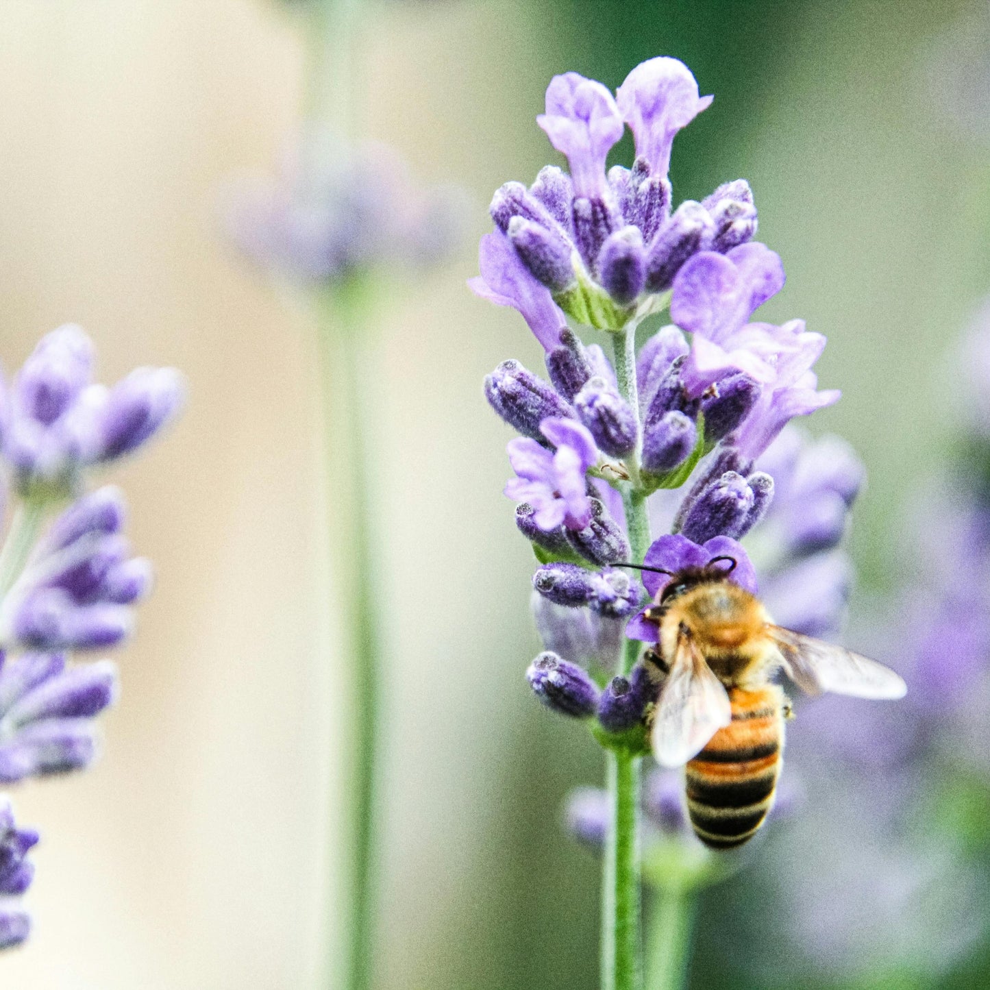 Lavandula Angustifolia | Alfazema