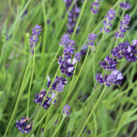 Lavandula Angustifolia | Alfazema