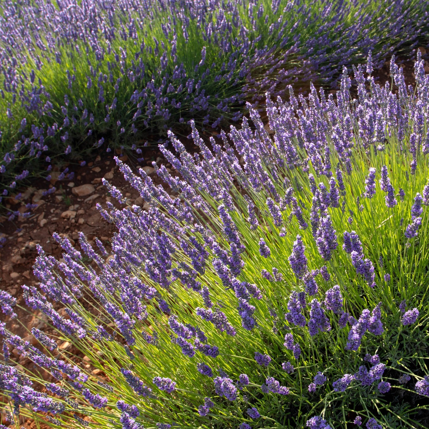Lavandula Angustifolia | Alfazema