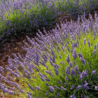 Lavandula Angustifolia | Alfazema
