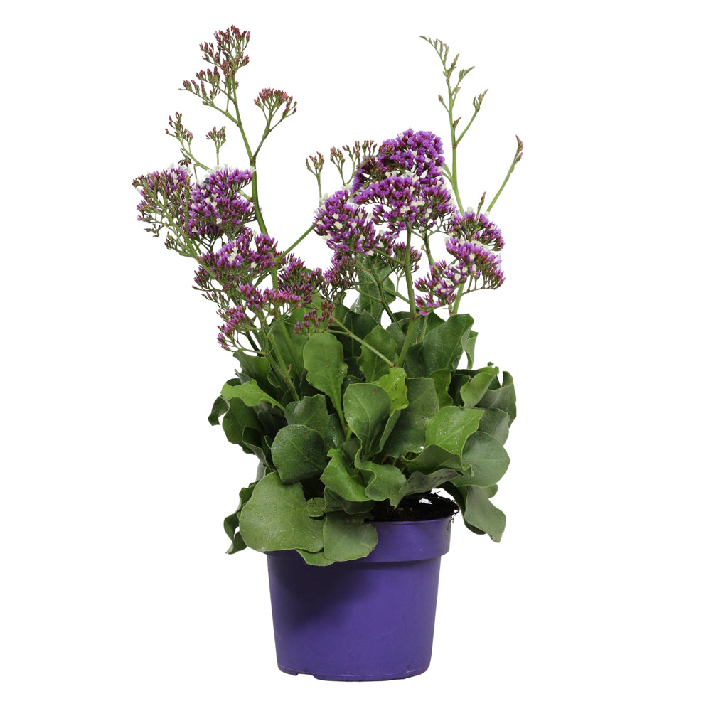 Limonium | Lavande de mer